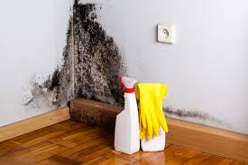 Professional Mold Removal & Remediation in Navarre, OH